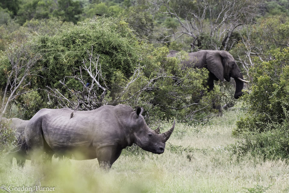 <h2>2020 South African Golf Cruise</h2>10 Nights | 4 Rounds | Cape Town – Cape Town | January 21 – 31